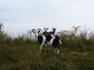 44 13 Chèvre des fossés