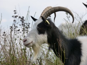 44 14 Chèvre des fossés