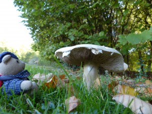 44 20 Un gros champignon