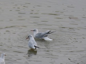 44 34 Mouette rieuse