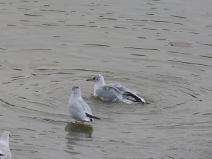 44 35 Mouette rieuse