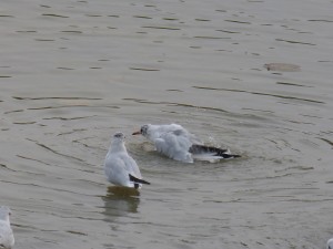 44 36 Mouette rieuse