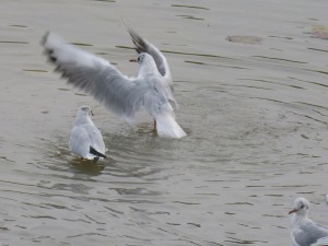 44 37 Mouette rieuse