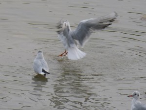 44 38 Mouette rieuse