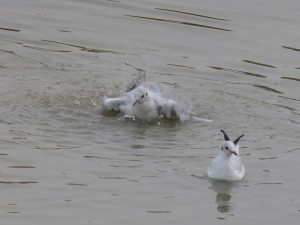 44 39 Mouette rieuse