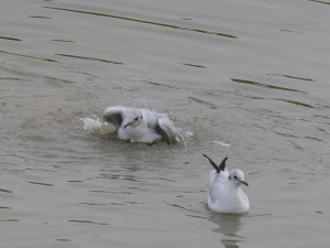 44 40 Mouette rieuse