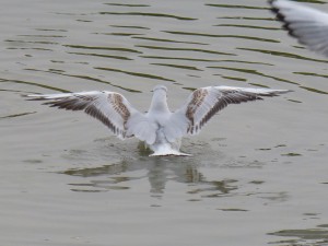 44 41 Mouette rieuse