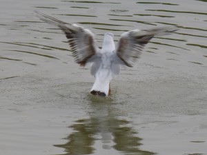 44 42 Mouette rieuse