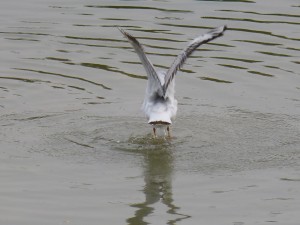 44 43 Mouette rieuse