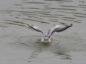 44 44 Mouette rieuses