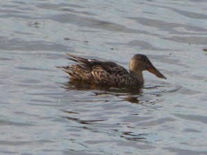 45 06 Canard souchet