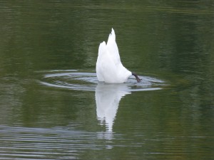 48 04 Cygne tuberculé