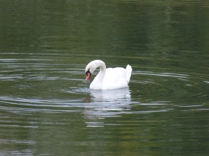 48 05 Cygne tuberculé