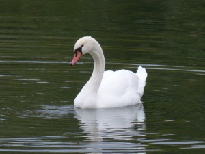 48 06 Cygne tuberculé