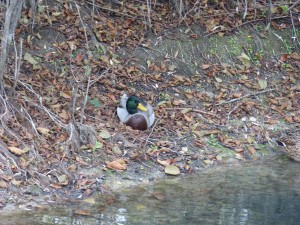 48 08 Canard colvert mâle