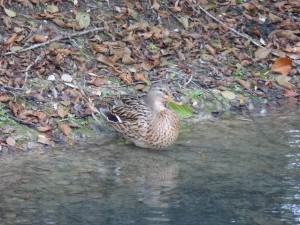 48 09 Canard colvert femelle