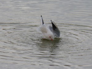 49 03 Mouette rieuse