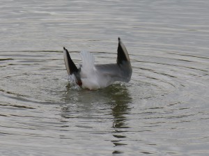 49 04 Mouette rieuse