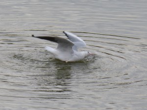 49 05 Mouette rieuse