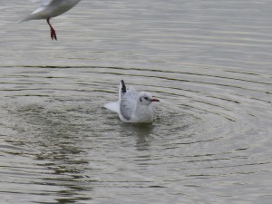 49 06 Mouette rieuse