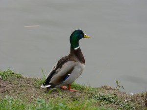 49 08 Canard colvert mâle