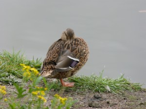 49 09 Canard colvert femelle