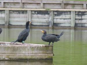 49 23 Grands cormorans