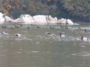 50 28 Canards chipeaux