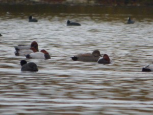 50 29 canards chipeaux