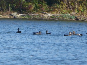 51 07 Canards chipeaux