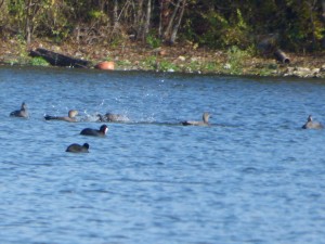 51 08 Canards chipeaux