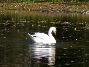 51 12 Cygne tuberculé