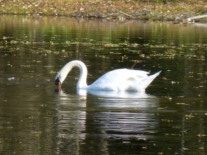 51 13 Cygne tuberculé