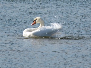 51 26 Cygne tuberculé