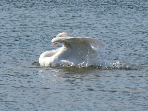 51 27 Cygne tuberculé