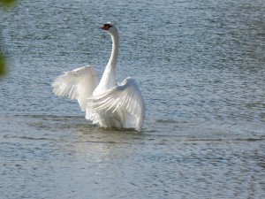 51 28 Cygne tuberculé