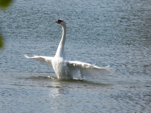 51 29 Cygne tuberculé