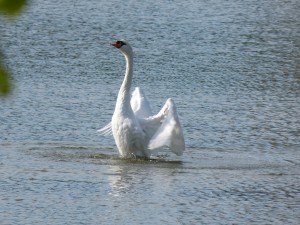 51 30 Cygne tuberculé