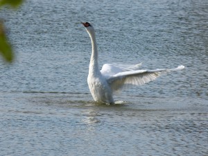 51 31 Cygne tuberculé