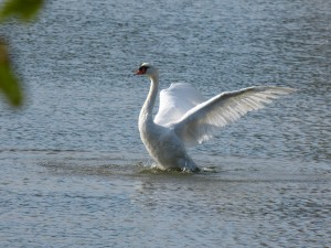 51 32 Cygne tuberculé