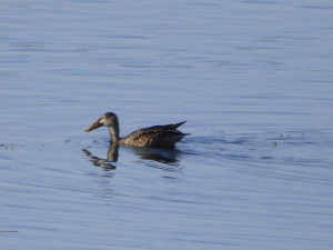 51 40 Canard souchet femelle