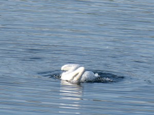 51 49 Cygne tuberculé