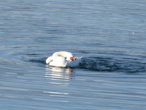 51 50 Cygne tuberculé