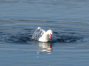 51 51 Cygne tuberculé