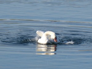 51 52 Cygne tuberculé