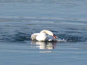 51 53 Cygne tuberculé