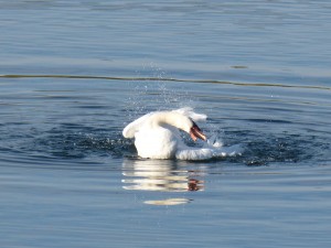 51 54 Cygne tuberculé