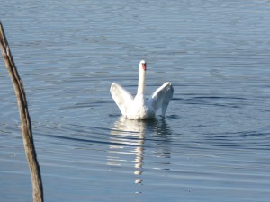 51 55 Cygne tuberculé