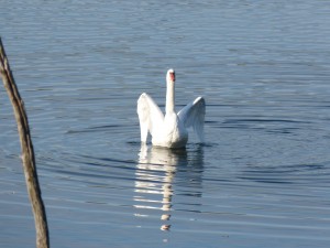 51 56 Cygne tuberculé