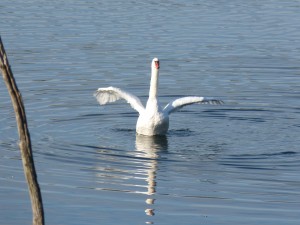 51 57 Cygne tuberculé